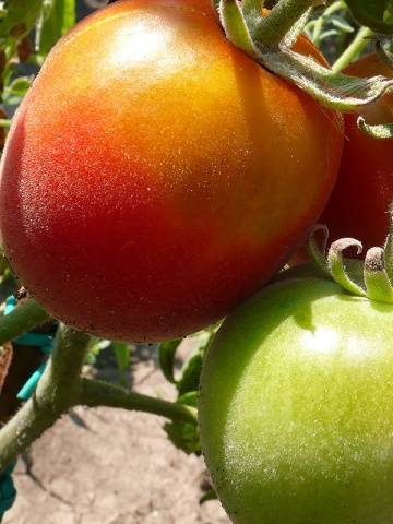 Tomato varieties Peach: reviews, photos