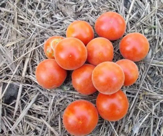 Tomato varieties Peach: reviews, photos