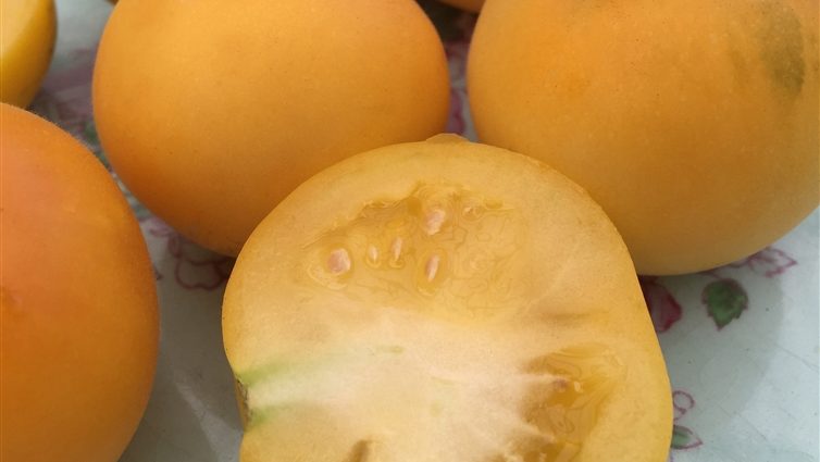 Tomato varieties Peach: reviews, photos