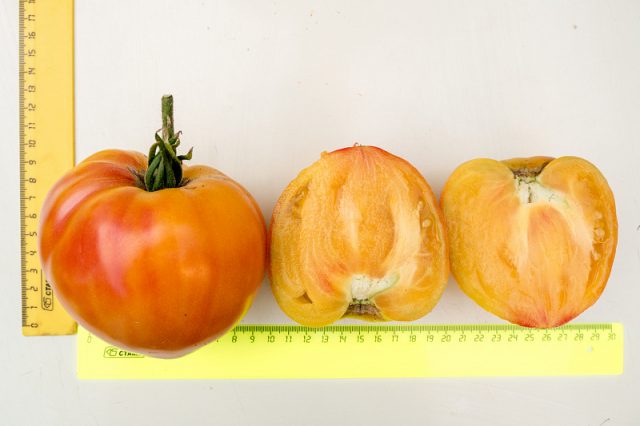 Tomato varieties Treasure of the Incas