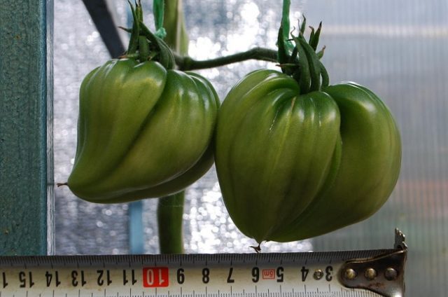 Tomato varieties Treasure of the Incas