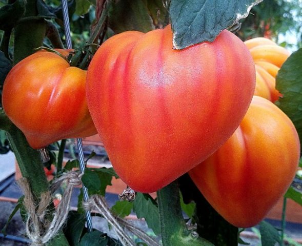 Tomato varieties Treasure of the Incas