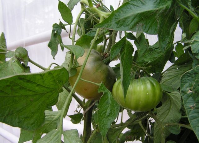 Tomato variety Black Elephant: characteristics and description, reviews with photos