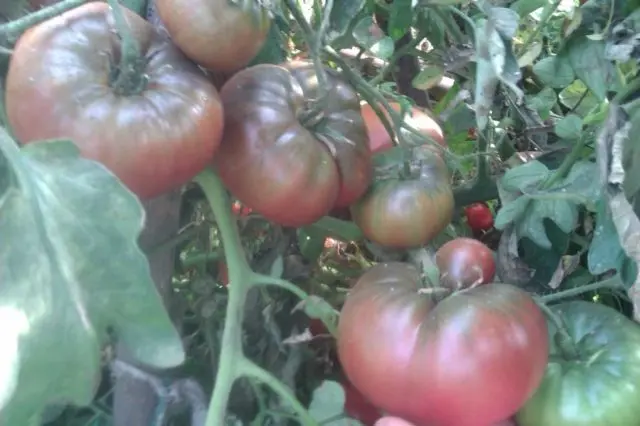 Tomato variety Black Elephant: characteristics and description, reviews with photos