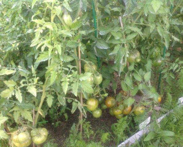 Tomato variety Black Elephant: characteristics and description, reviews with photos