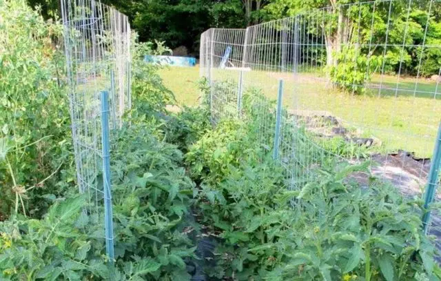 Tomato variety Black Elephant: characteristics and description, reviews with photos