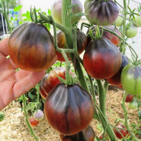 Tomato variety Blue pear: reviews, description, planting and care