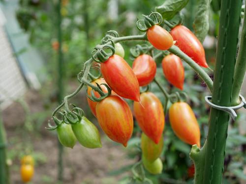 Tomato variety Candy Sweet icicles: description and reviews