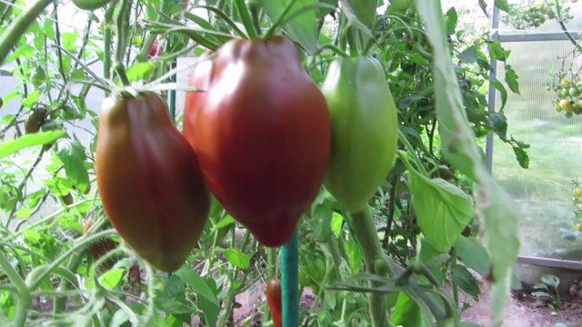 Tomato variety Cuban pepper black: photo and description, reviews