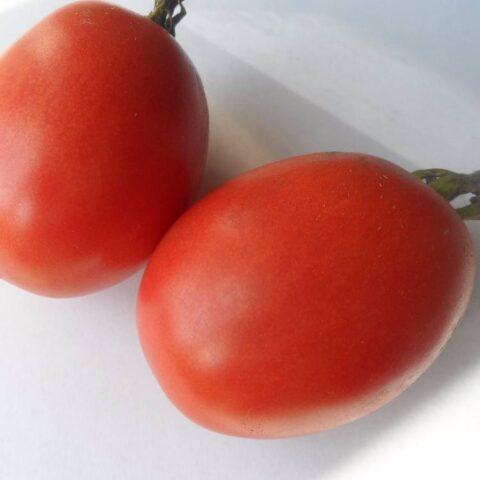 Tomato variety Elk F1: description and reviews