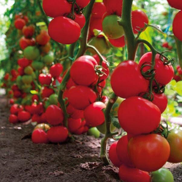 Tomato variety Elk F1: description and reviews