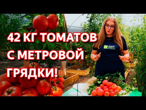 Tomato variety Elk F1: description and reviews