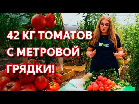 Tomato variety Elk F1: description and reviews