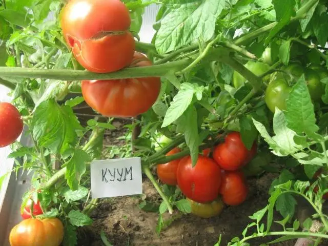 Tomato variety Kuum