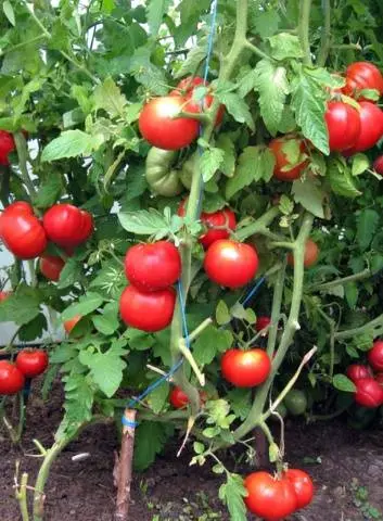 Tomato variety Kuum