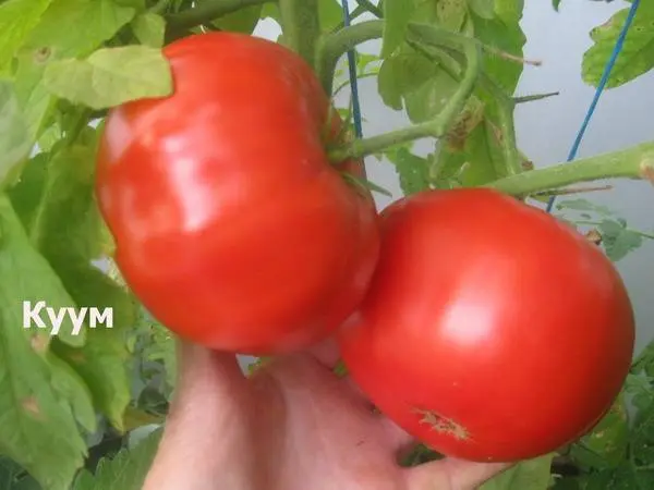 Tomato variety Kuum