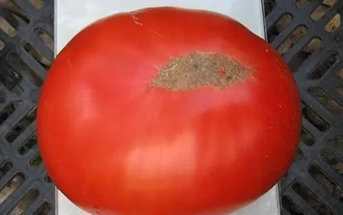 Tomato variety Kuum