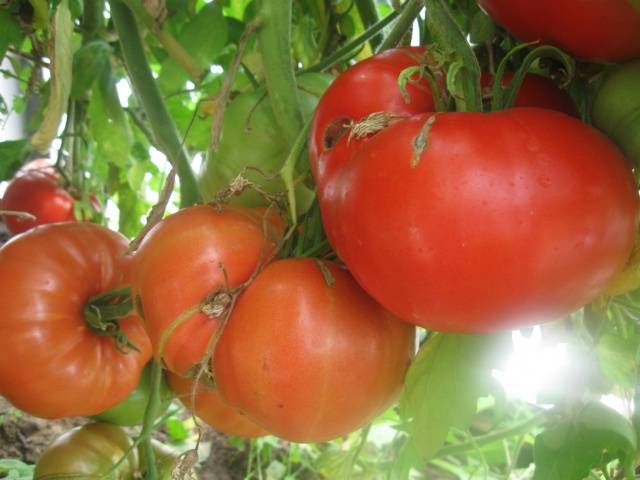 Tomato variety Kuum