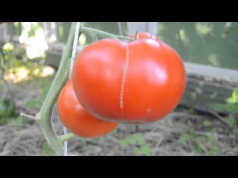 Tomato variety Kuum