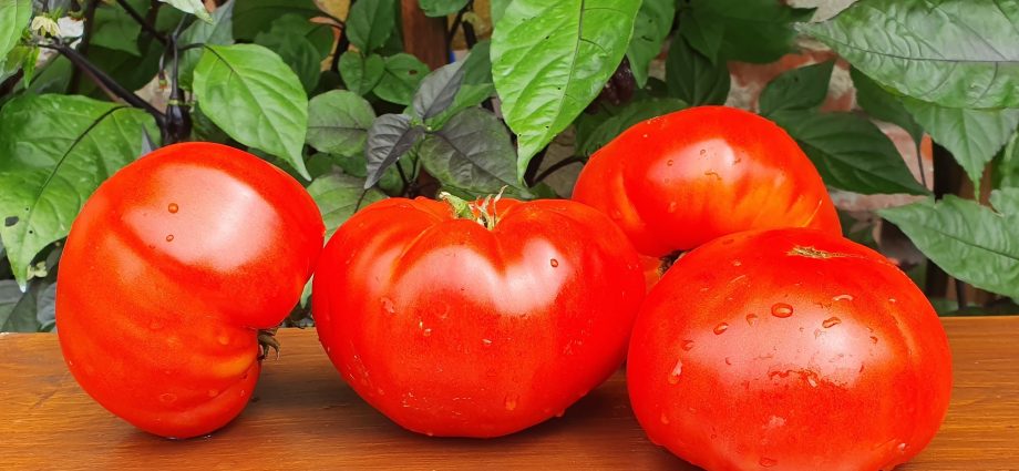 Tomato variety Kuum