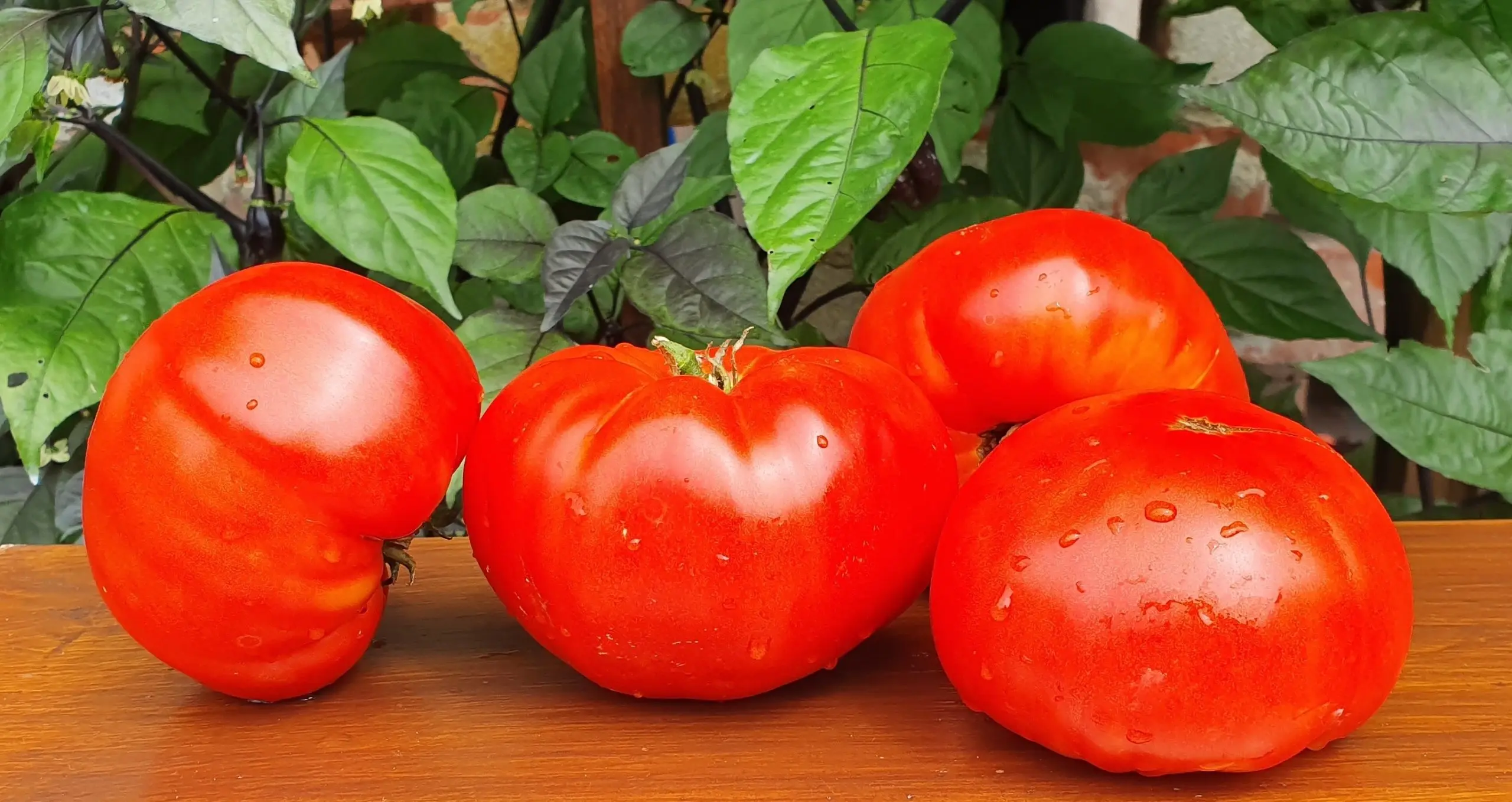 Tomato variety Kuum