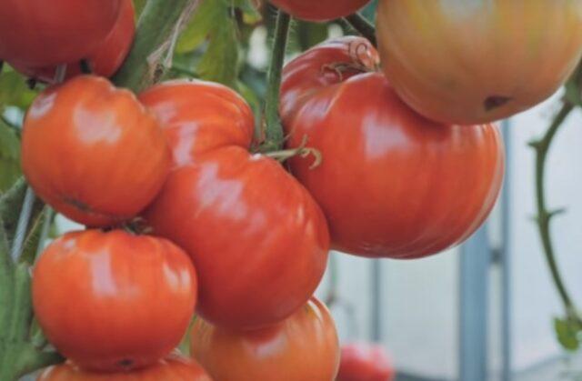 Tomato variety Legend of Koktebel: description, photo, reviews