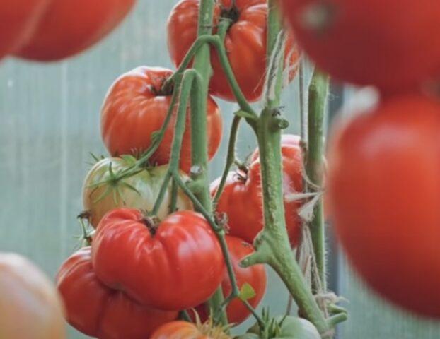 Tomato variety Legend of Koktebel: description, photo, reviews