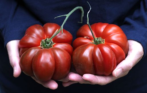 Tomato variety Nina