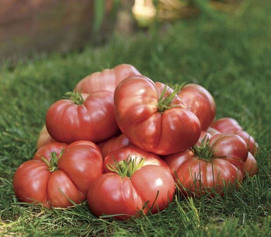 Tomato variety Nina