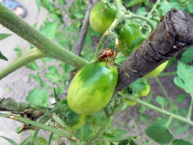 Tomato variety Shaggy bumblebee: description, photo, planting and care