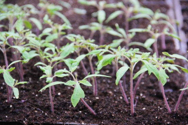 Tomato variety Shaggy bumblebee: description, photo, planting and care