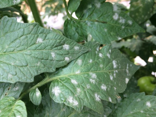 Tomato variety Shaggy bumblebee: description, photo, planting and care