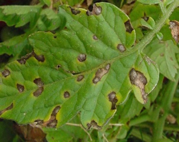 Tomato variety Shaggy bumblebee: description, photo, planting and care