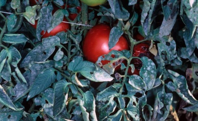 Tomato variety Shaggy bumblebee: description, photo, planting and care