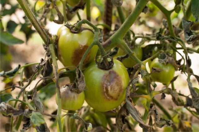 Tomato variety Shaggy bumblebee: description, photo, planting and care