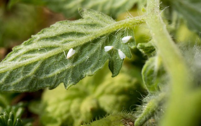 Tomato variety Shaggy bumblebee: description, photo, planting and care