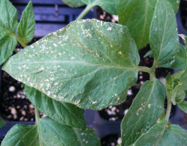 Tomato variety Shaggy bumblebee: description, photo, planting and care