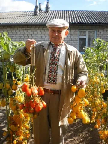 Tomato variety Slivka Bendrik: yellow, red, photos, reviews, who planted