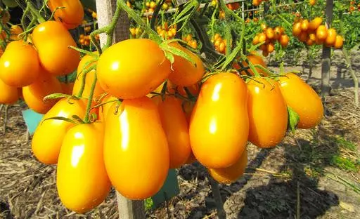 Tomato variety Slivka Bendrik: yellow, red, photos, reviews, who planted