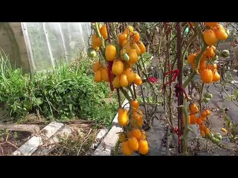 Tomato variety Slivka Bendrik: yellow, red, photos, reviews, who planted