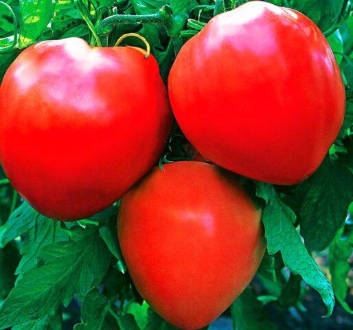 Tomato variety Sugar garland: description and reviews