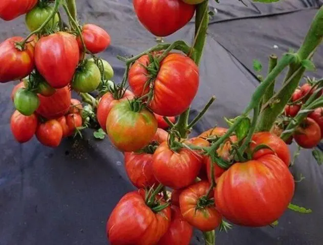 Tomato variety Sugar garland: description and reviews