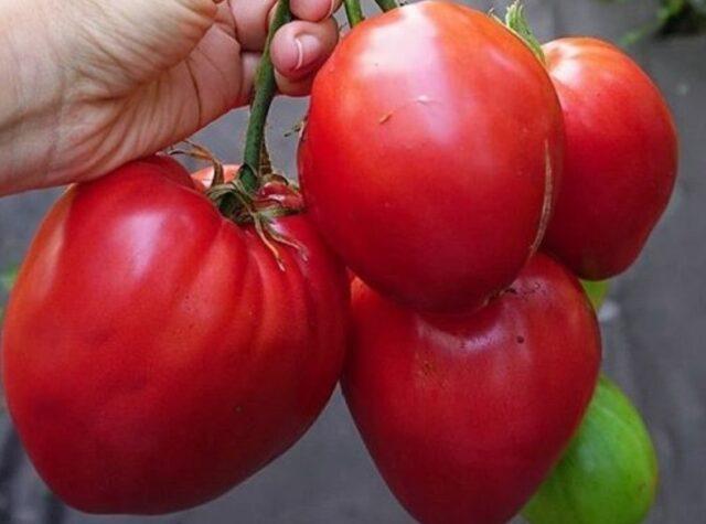 Tomato variety Sugar garland: description and reviews