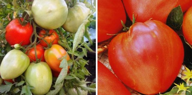 Tomato variety Sugar giant