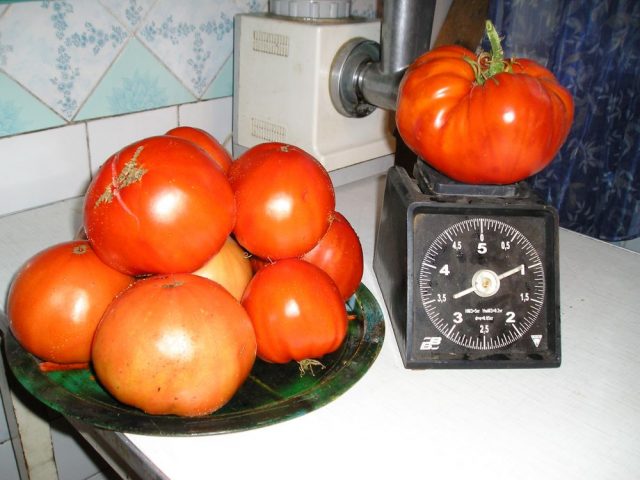 Tomato variety Sugar giant