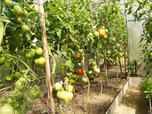 Tomato variety Sugar giant