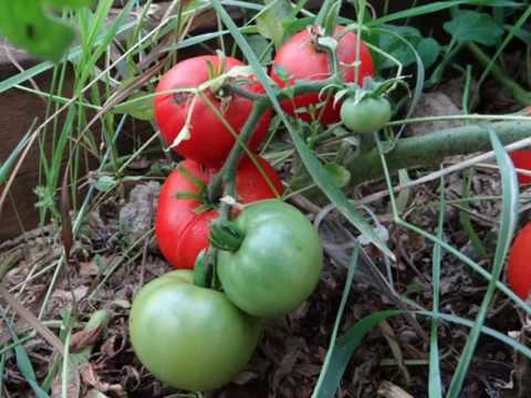 Tomato variety Sugar giant