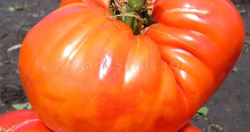 Tomato variety Sugar giant