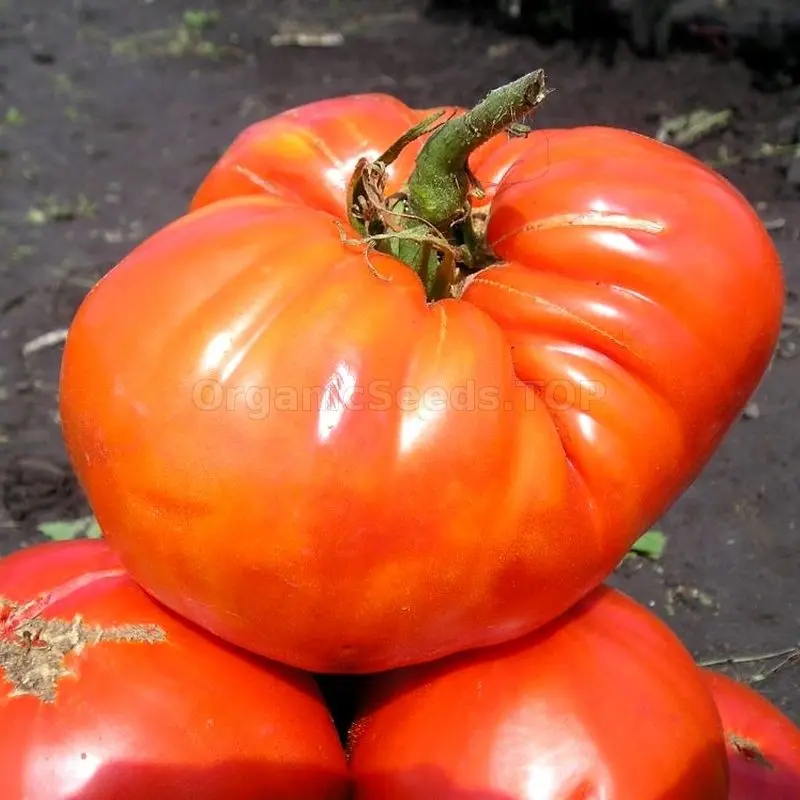 Tomato variety Sugar giant