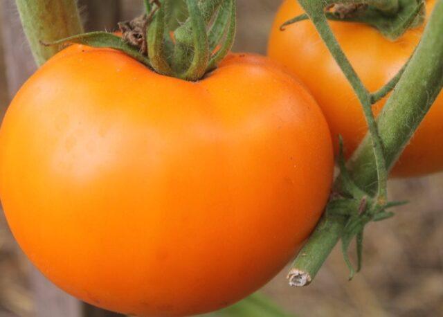 Tomato variety Tsarskaya Vetka: description, photo, reviews